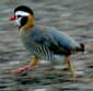 Arabian Partridge © Jane Edmonds